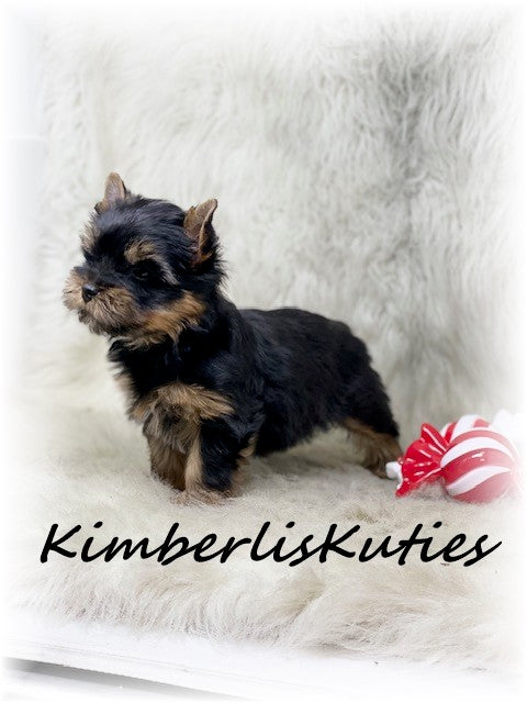 TRADITIONAL Yorkshire Terrier ~ Male, Stetson