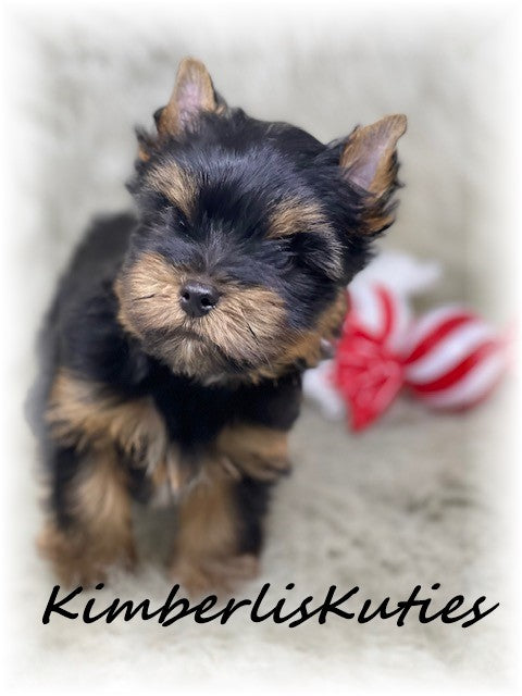 TRADITIONAL Yorkshire Terrier ~ Male, Stetson