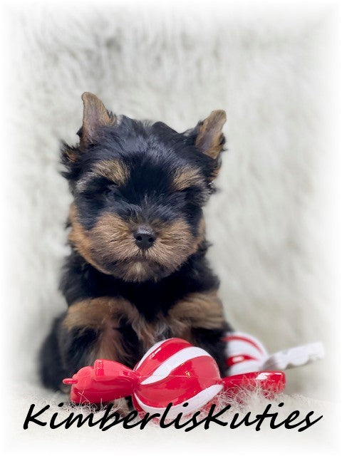 TRADITIONAL Yorkshire Terrier ~ Male, Stetson