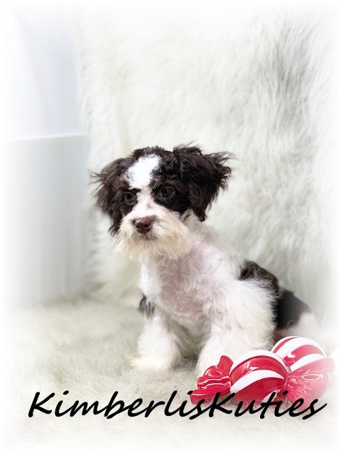 MALTI-POO (Maltese/Toy Poodle) Male, Nile