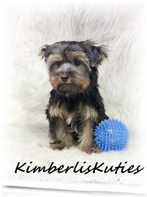 TRADITIONAL Yorkshire Terrier ~ Male, Gunner