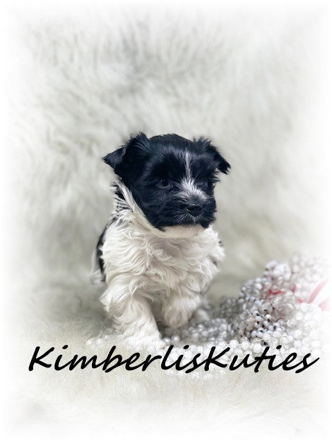 MORKIE (Maltese/Yorkshire Terrier) Female, Wiley