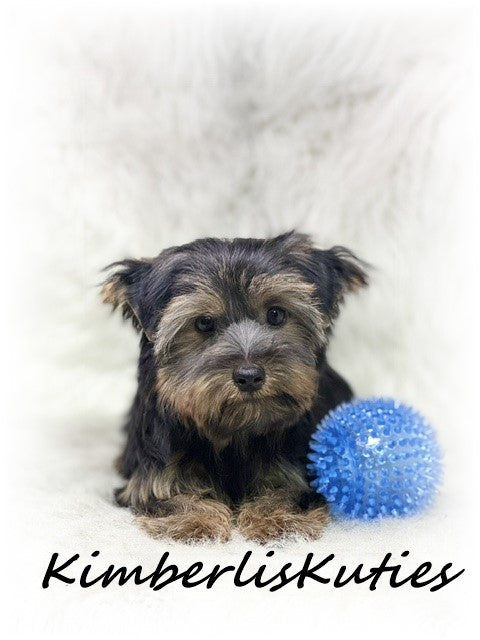 TRADITIONAL Yorkshire Terrier ~ Male, Gunner