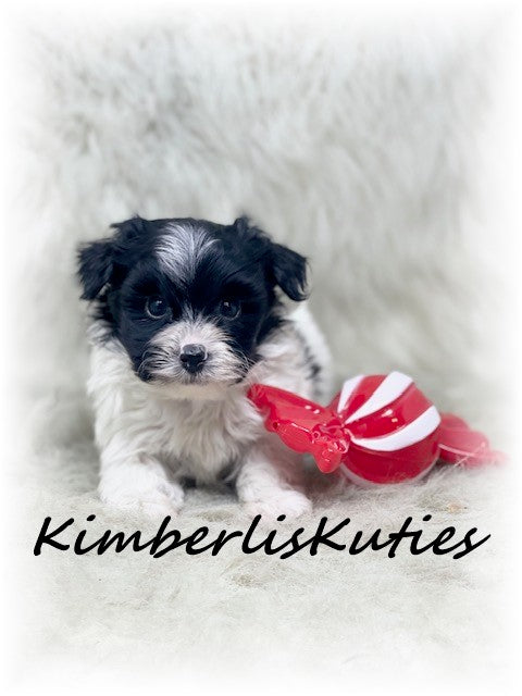 MORKIE (Maltese/ Yorkshire Terrier) Male, Henry