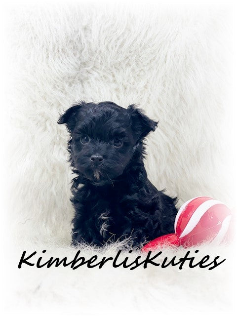 MORKIE (Maltese/ Yorkshire Terrier) Male, Harvey