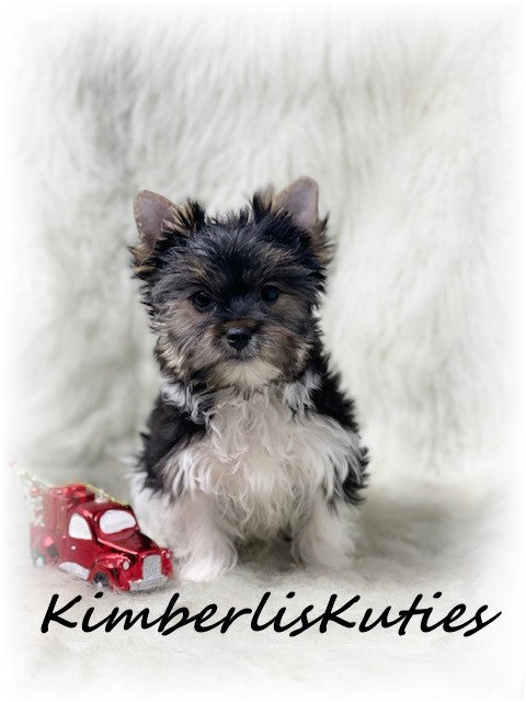 PARTI Yorkshire Terrier ~ Male, Stone