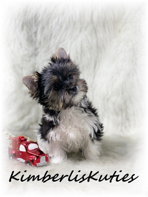 PARTI Yorkshire Terrier ~ Male, Stone