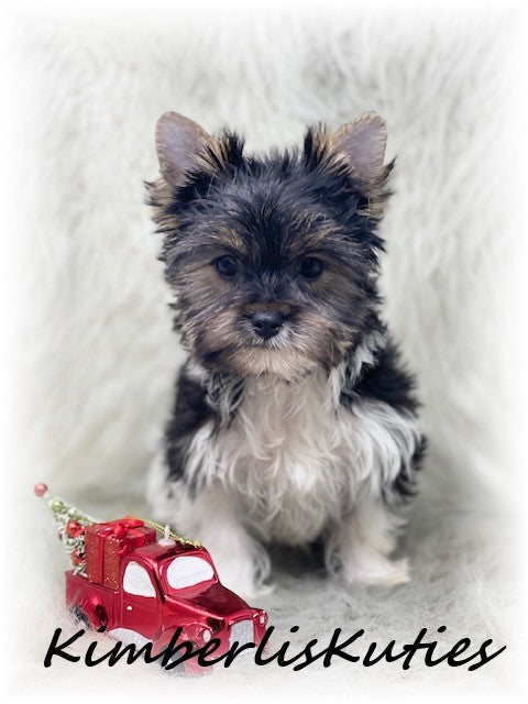 PARTI Yorkshire Terrier ~ Male, Stone