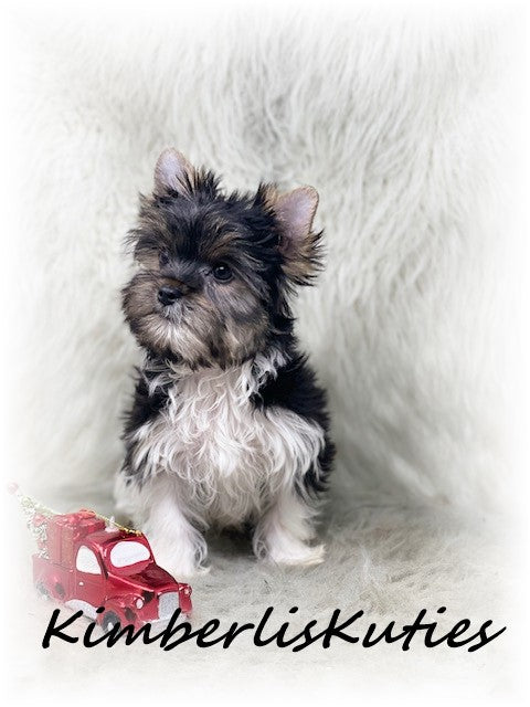 PARTI Yorkshire Terrier ~ Male, Stone