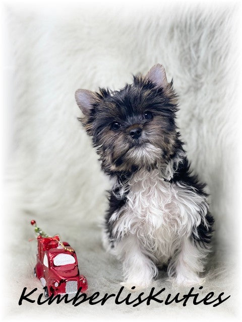 PARTI Yorkshire Terrier ~ Male, Stone