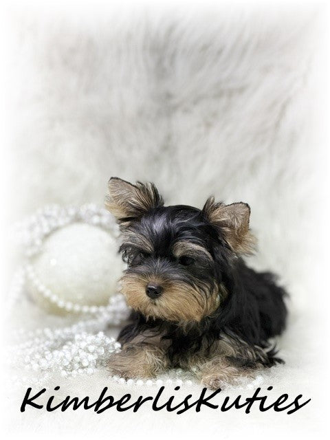 TRADITIONAL Yorkshire Terrier ~ Female, Khloe