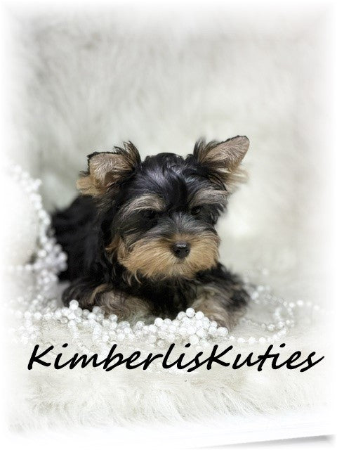 TRADITIONAL Yorkshire Terrier ~ Female, Khloe