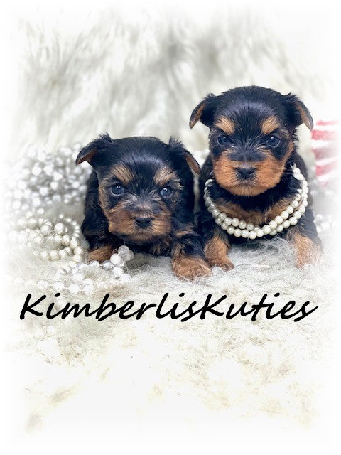 Up Coming, TRADITIONAL Yorkshire Terrier ~ Female, Piper & Poppy