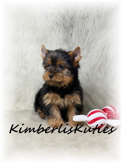 TRADITIONAL Yorkshire Terrier ~ Male, Bruno