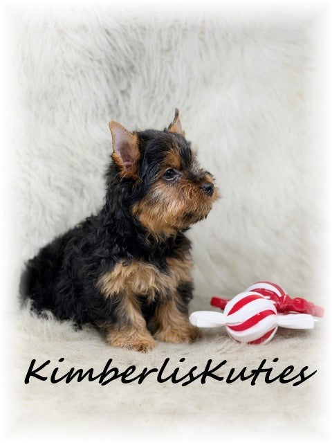 TRADITIONAL Yorkshire Terrier ~ Male, Bruno