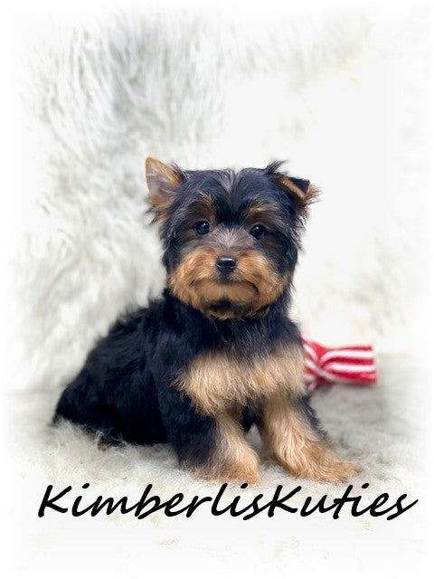 TRADITIONAL Yorkshire Terrier ~ Male, Spence