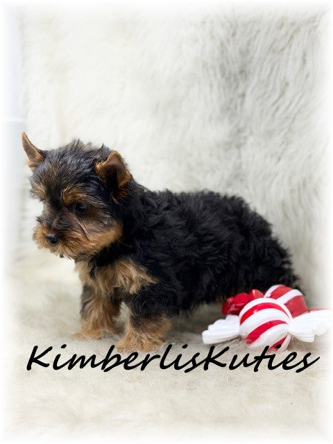 TRADITIONAL Yorkshire Terrier ~ Male, Bruno