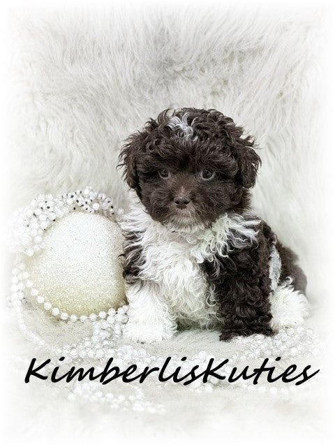 MALTI-POO (Maltese/Toy Poodle) Tess
