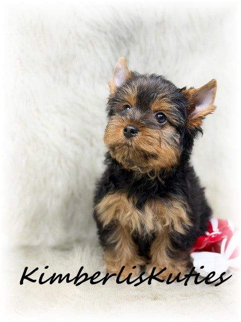 TRADITIONAL Yorkshire Terrier ~ Male, Bruno
