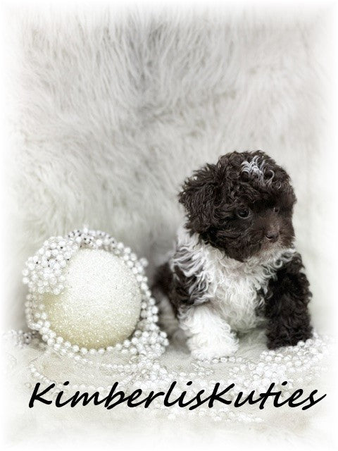 MALTI-POO (Maltese/Toy Poodle) Tess
