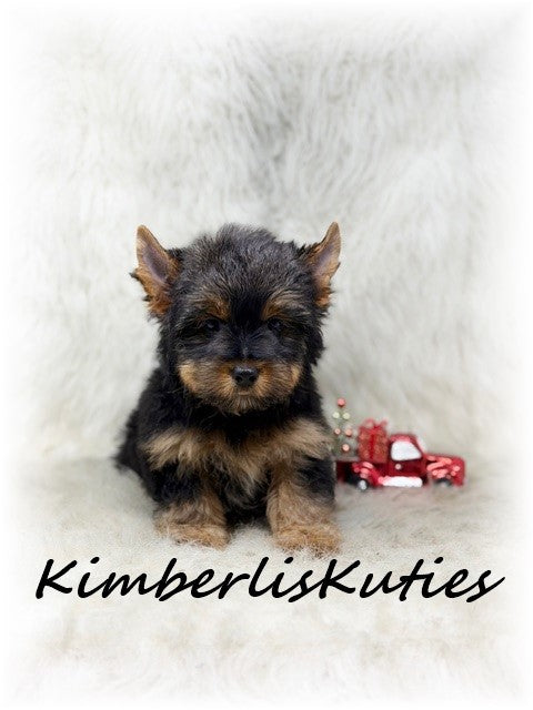 TRADITIONAL Yorkshire Terrier ~ Male, Buster