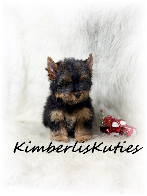 TRADITIONAL Yorkshire Terrier ~ Male, Buster