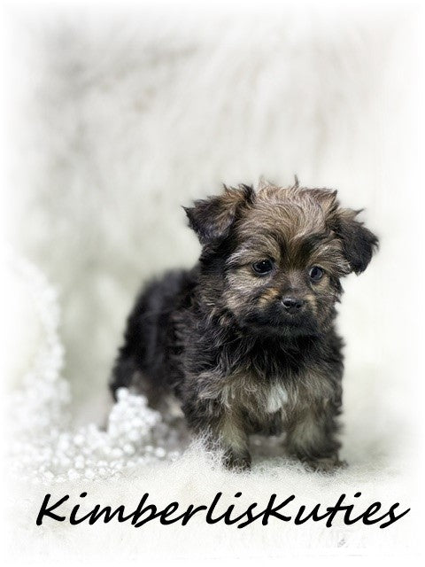 YORKIE POO (Yorkshire Terrier/Toy Poodle) Female, Little Blair