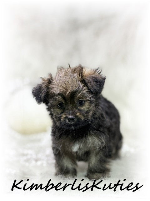 YORKIE POO (Yorkshire Terrier/Toy Poodle) Female, Little Blair