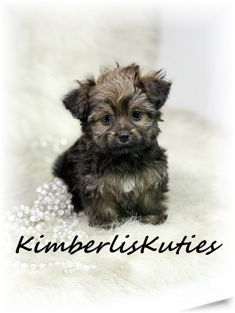 YORKIE POO (Yorkshire Terrier/Toy Poodle) Female, Little Blair