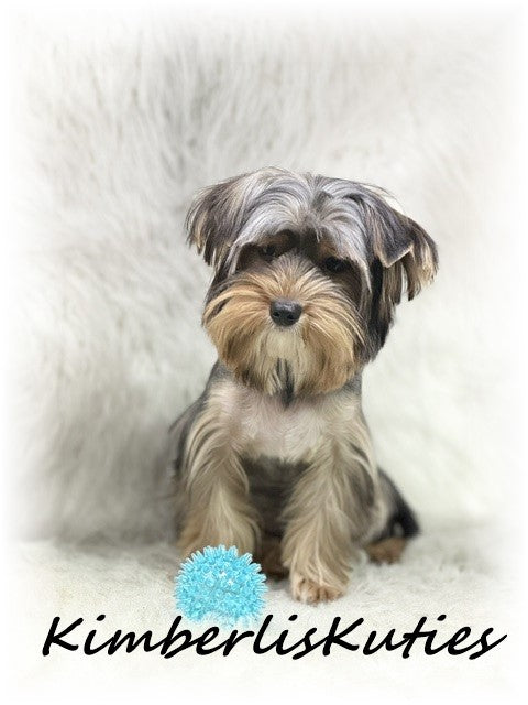 TRADITIONAL Yorkshire Terrier ~ Male, Spence