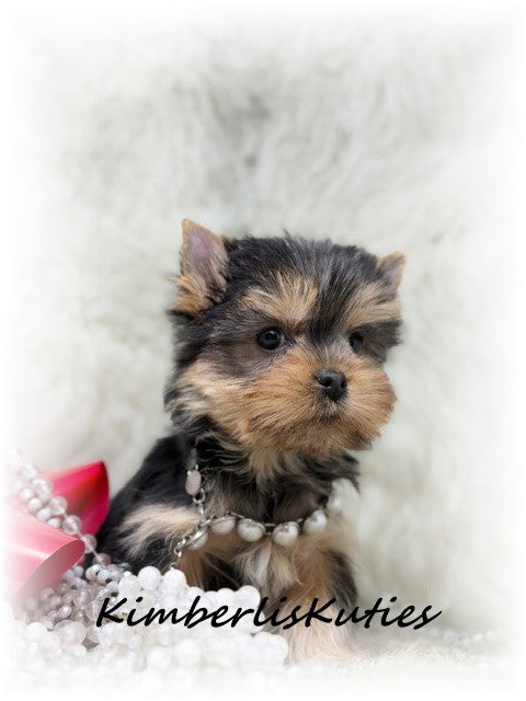 TRADITIONAL Yorkshire Terrier ~ Female, Gabby