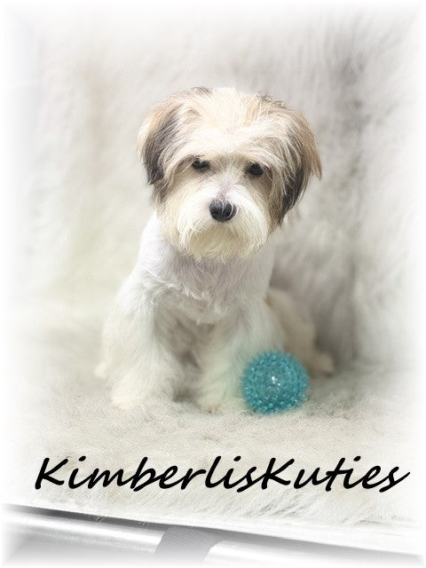 MORKIE (Maltese/ Yorkshire Terrier) Male, Nemo