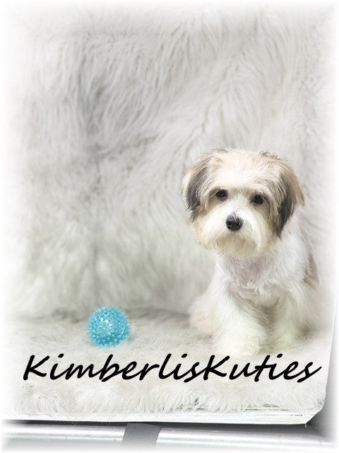 MORKIE (Maltese/ Yorkshire Terrier) Male, Nemo