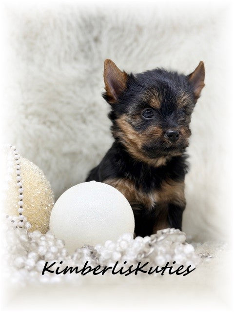 TRADITIONAL Yorkshire Terrier ~ Female, Kylie