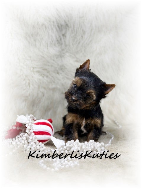 TRADITIONAL Yorkshire Terrier ~ Female, Kinley