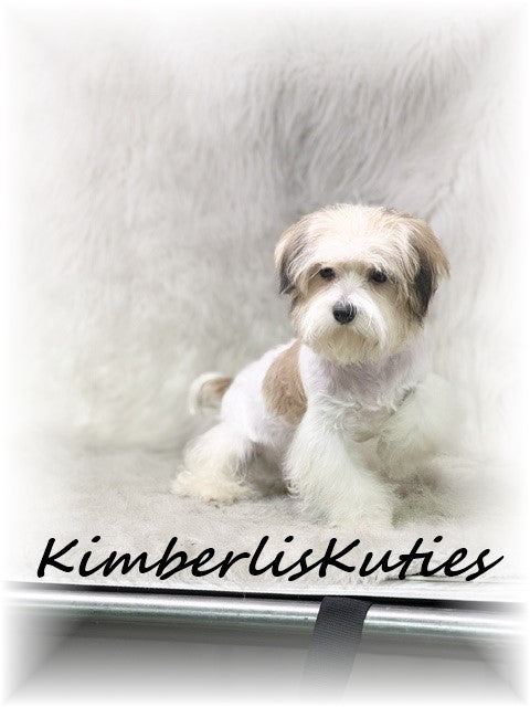 MORKIE (Maltese/ Yorkshire Terrier) Male, Nemo