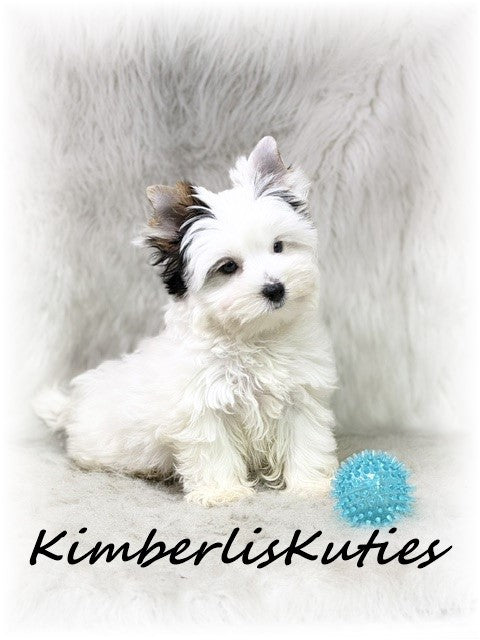 PARTI Yorkshire Terrier ~ Male, Dagger