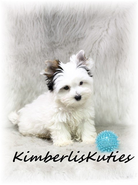 PARTI Yorkshire Terrier ~ Male, Dagger