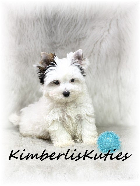PARTI Yorkshire Terrier ~ Male, Dagger