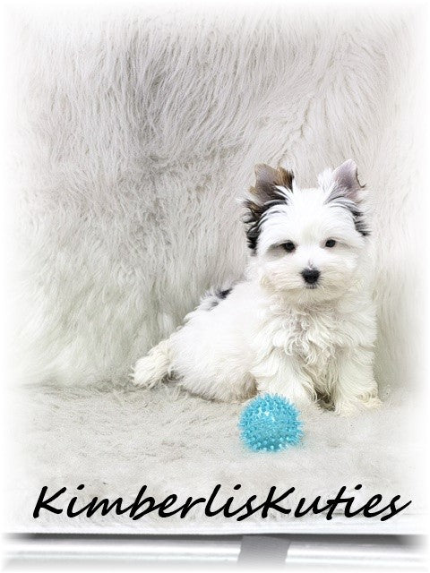 PARTI Yorkshire Terrier ~ Male, Dagger