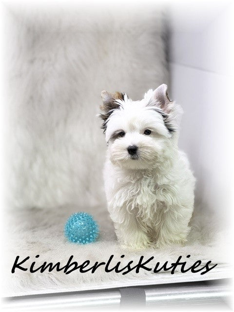 PARTI Yorkshire Terrier ~ Male, Dagger