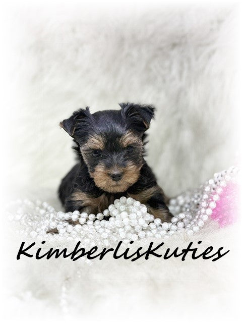 TRADITIONAL Yorkshire Terrier ~ Female, Blakely