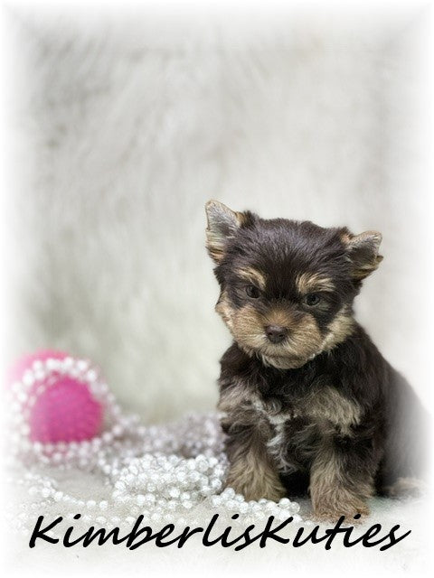 CHOCOLATE Yorkshire Terrier ~ Female, Tipsy