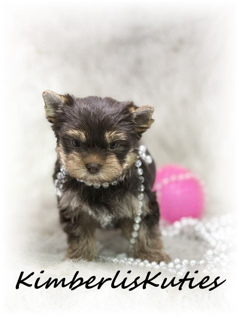 CHOCOLATE Yorkshire Terrier ~ Female, Tipsy