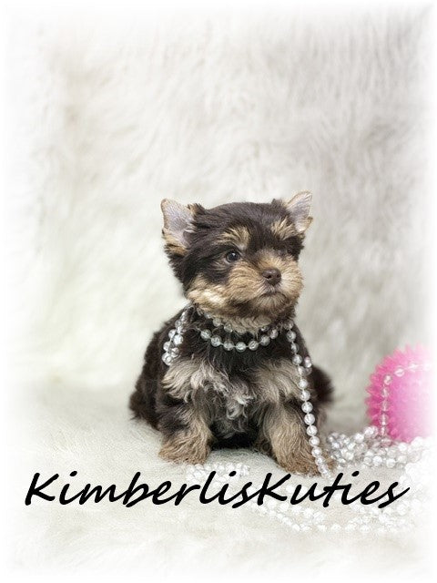 CHOCOLATE Yorkshire Terrier ~ Female, Tipsy