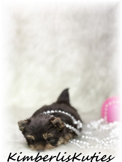 CHOCOLATE Yorkshire Terrier ~ Female, Tipsy