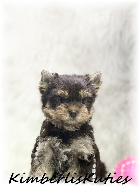 CHOCOLATE Yorkshire Terrier ~ Female, Tipsy