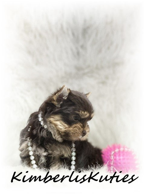 CHOCOLATE Yorkshire Terrier ~ Female, Tipsy