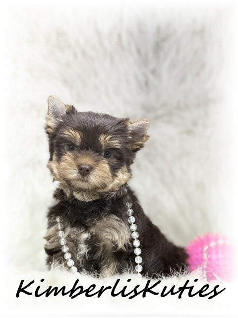 CHOCOLATE Yorkshire Terrier ~ Female, Tipsy