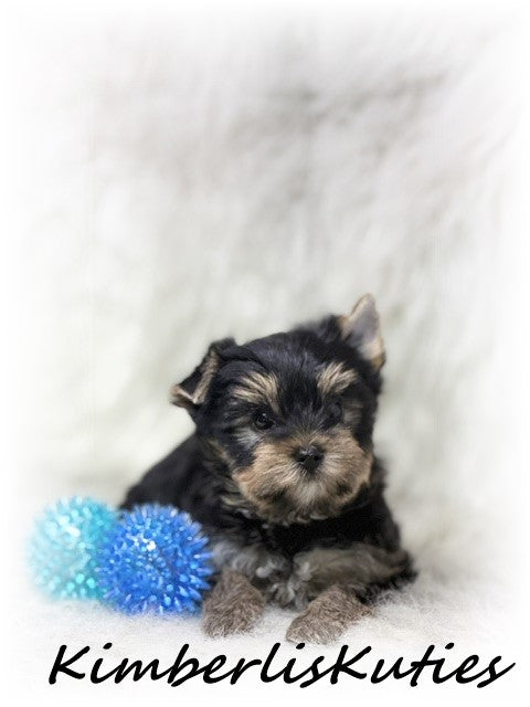TRADITIONAL Yorkshire Terrier ~ Male, Toby